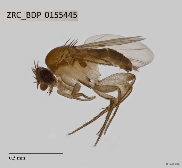Phoridae sp. "ZRCBDP0069680" • © Rene Ong • All Rights Reserved
