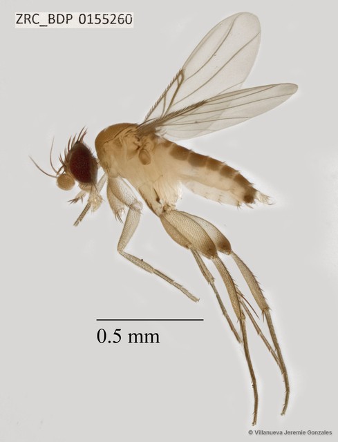 Phoridae sp. "ZRCBDP0069689" • © Villanueva Jeremie Gonzales • All Rights Reserved