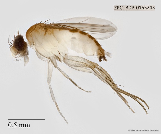 Phoridae sp. "ZRCBDP0069705" • © Villanueva Jeremie Gonzales • All Rights Reserved