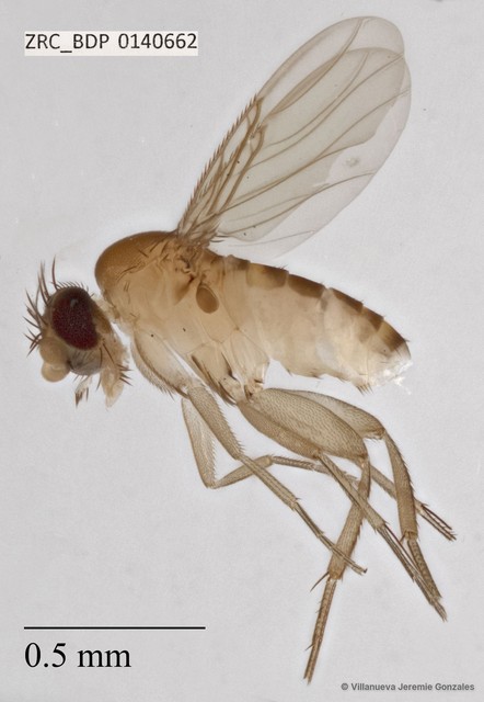 Phoridae sp. "ZRCBDP0069711" • © Villanueva Jeremie Gonzales • All Rights Reserved