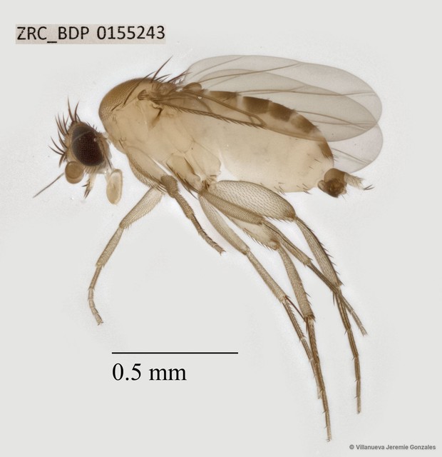 Phoridae sp. "ZRCBDP0069761" • © Villanueva Jeremie Gonzales • All Rights Reserved