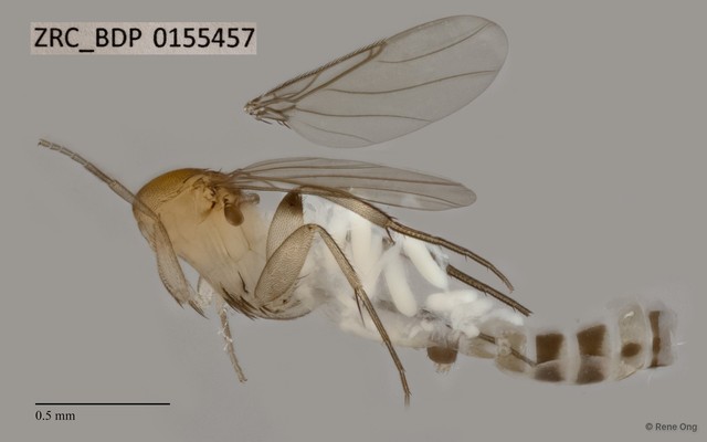 Phoridae sp. "ZRCBDP0069797" • © Rene Ong • All Rights Reserved