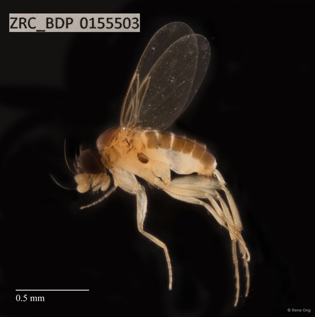Phoridae sp. "ZRCBDP0069799" • © Rene Ong • All Rights Reserved