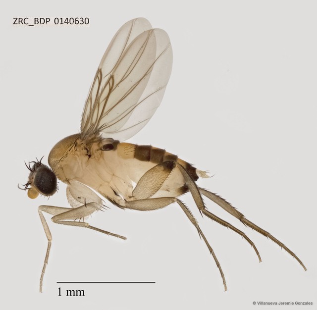 Phoridae sp. "ZRCBDP0069800" • © Villanueva Jeremie Gonzales • All Rights Reserved