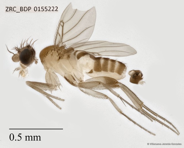 Phoridae sp. "ZRCBDP0069801" • © Villanueva Jeremie Gonzales • All Rights Reserved