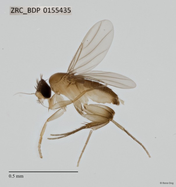 Phoridae sp. "ZRCBDP0069935" • © Rene Ong • All Rights Reserved