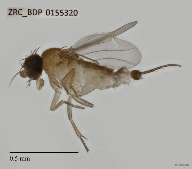 Phoridae sp. "ZRCBDP0069952" • © Rene Ong • All Rights Reserved