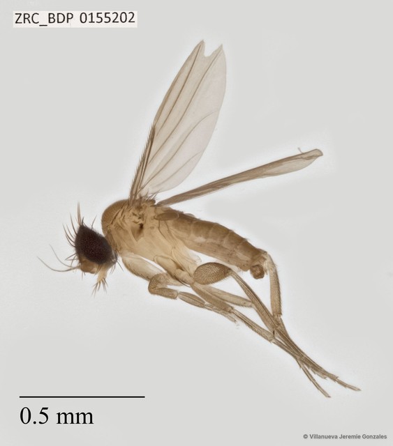 Phoridae sp. "ZRCBDP0070344" • © Villanueva Jeremie Gonzales • All Rights Reserved