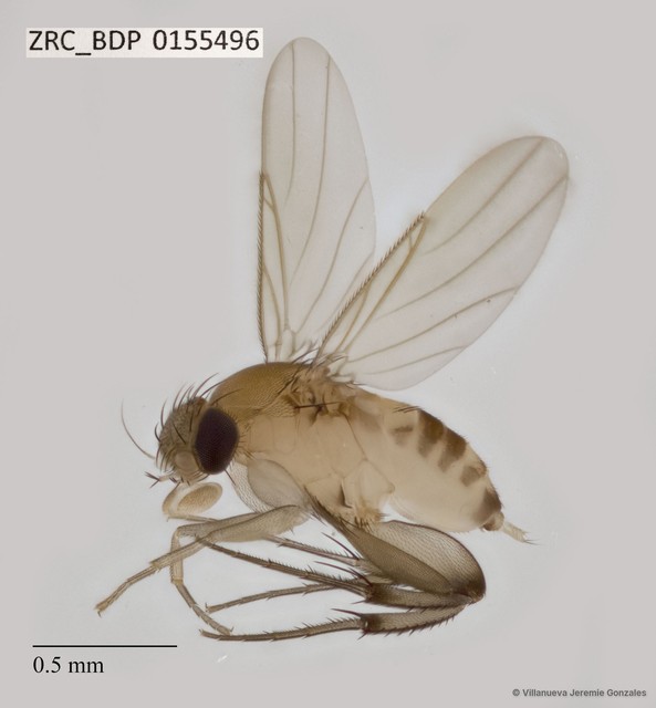Phoridae sp. "ZRCBDP0075205" • © Villanueva Jeremie Gonzales • All Rights Reserved