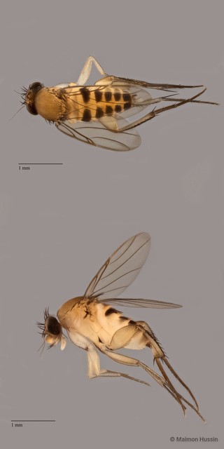 Phoridae sp. "ZRCBDP0089701" • © Maimon Hussin • All Rights Reserved