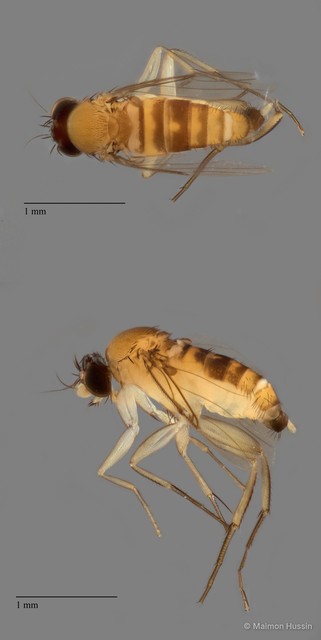 Phoridae sp. "ZRCBDP0089906" • © Maimon Hussin • All Rights Reserved