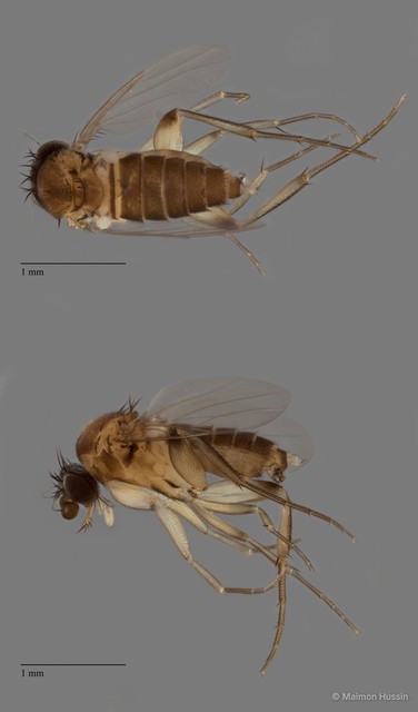 Phoridae sp. "ZRCBDP0091683" • © Maimon Hussin • All Rights Reserved