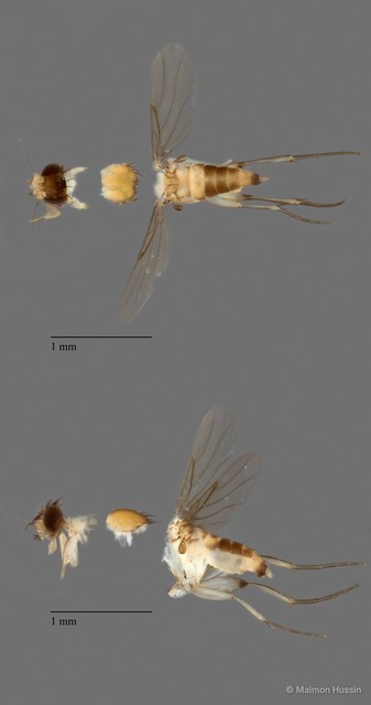 Phoridae sp. "ZRCBDP0104142" • © Maimon Hussin • All Rights Reserved