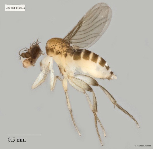 Phoridae sp. "ZRCBDP0104631" • © Maimon Hussin • All Rights Reserved