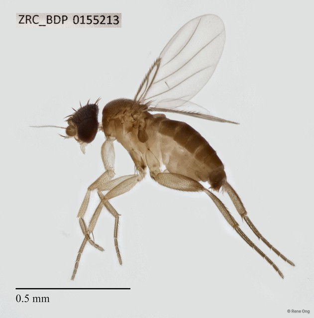 Phoridae sp. "ZRCBDP0128517" • © Rene Ong • All Rights Reserved