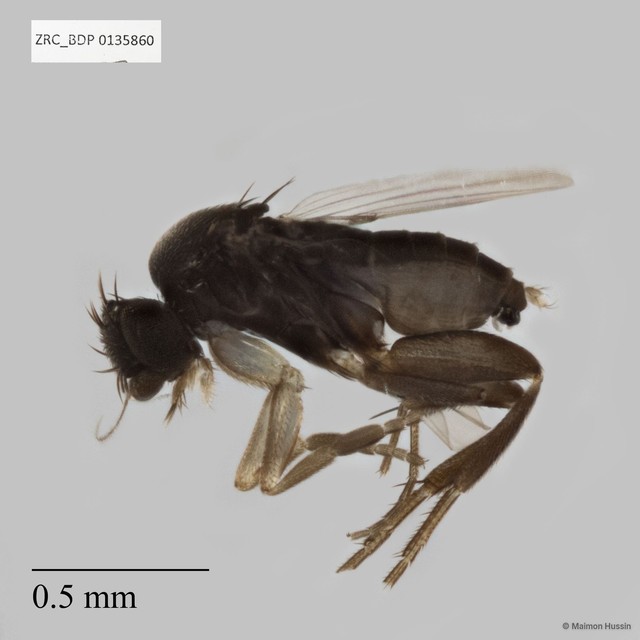 Phoridae sp. "ZRCBDP0135860" • © Maimon Hussin • All Rights Reserved