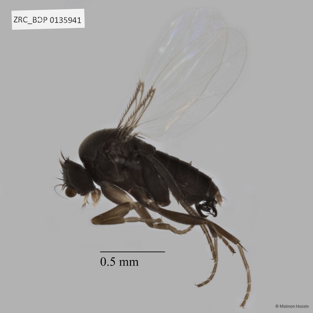 Phoridae sp. "ZRCBDP0135941" • © Maimon Hussin • All Rights Reserved
