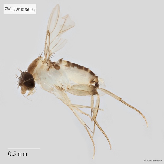 Phoridae sp. "ZRCBDP0136132" • © Maimon Hussin • All Rights Reserved