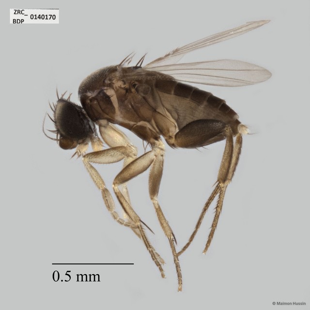 Phoridae sp. "ZRCBDP0140170" • © Maimon Hussin • All Rights Reserved