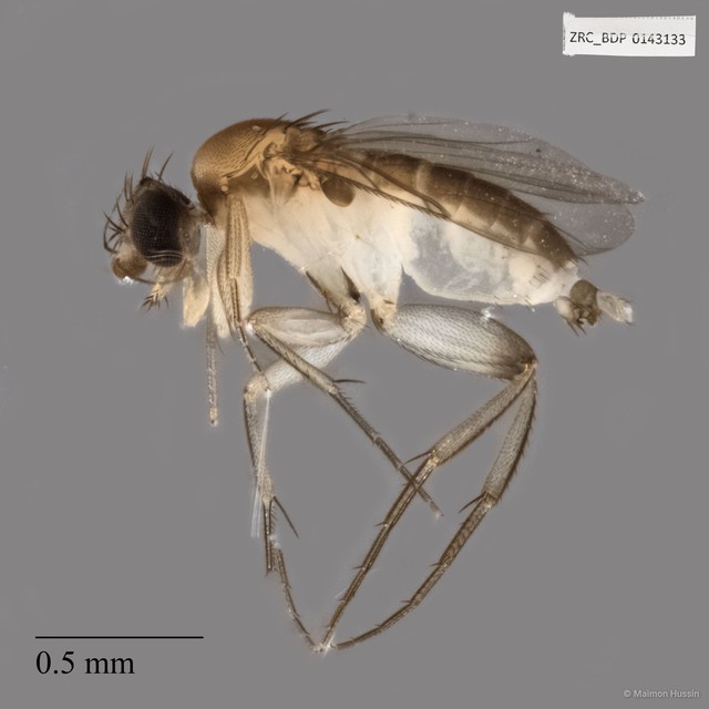 Phoridae sp. "ZRCBDP0143133" • © Maimon Hussin • All Rights Reserved