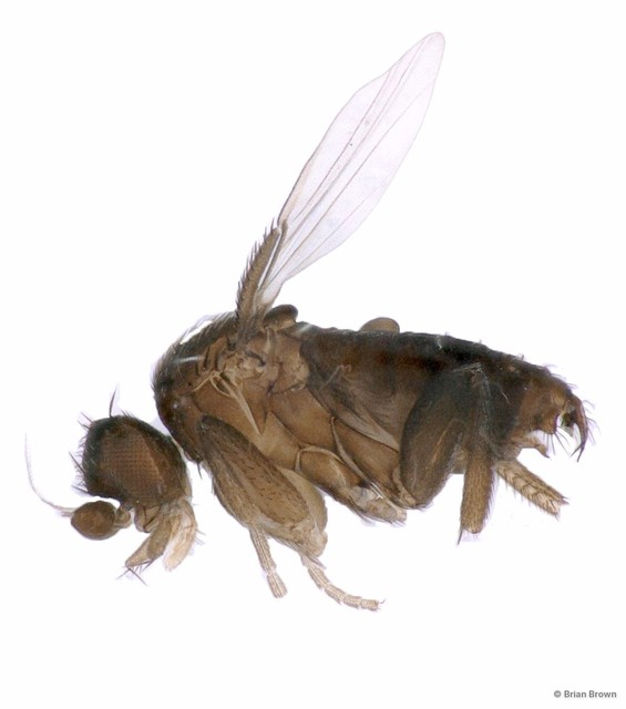Phoridae sp. "ZRCBDP0215505 gen. nov." • © Brian Brown • All Rights Reserved