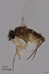 Phoridae sp. "ZRCBDP0246896"