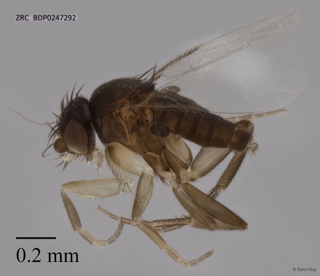 Phoridae sp. "ZRCBDP0247292" • © Rene Ong • All Rights Reserved