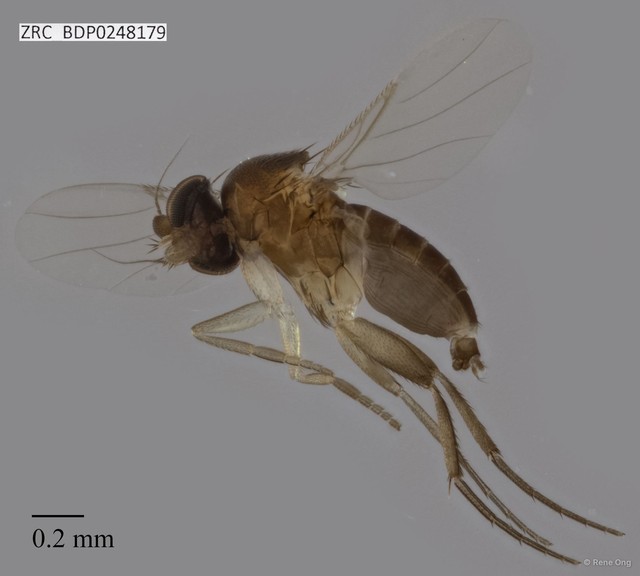 Phoridae sp. "ZRCBDP0248179" • © Rene Ong • All Rights Reserved