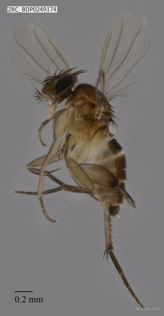 Phoridae sp. "ZRCBDP0249174" • © Rene Ong • All Rights Reserved