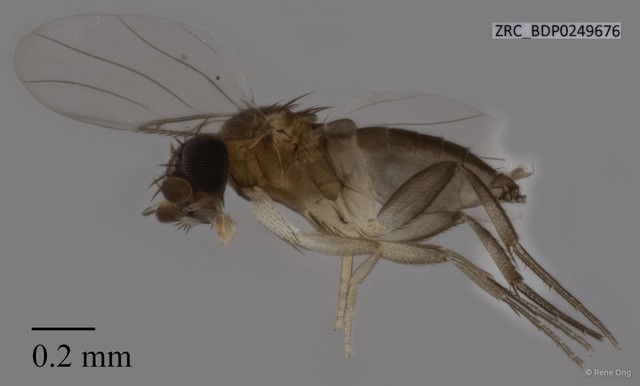 Phoridae sp. "ZRCBDP0249676" • © Rene Ong • All Rights Reserved