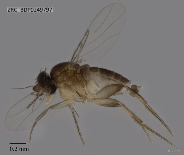 Phoridae sp. "ZRCBDP0249797" • © Rene Ong • All Rights Reserved