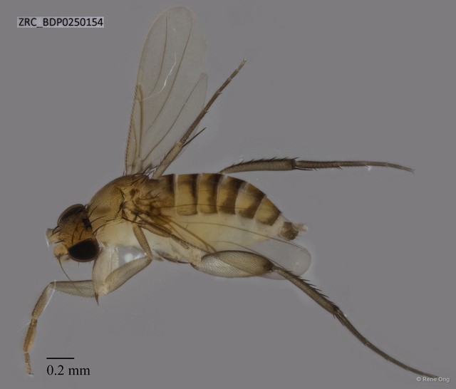 Phoridae sp. "ZRCBDP0250154" • © Rene Ong • All Rights Reserved