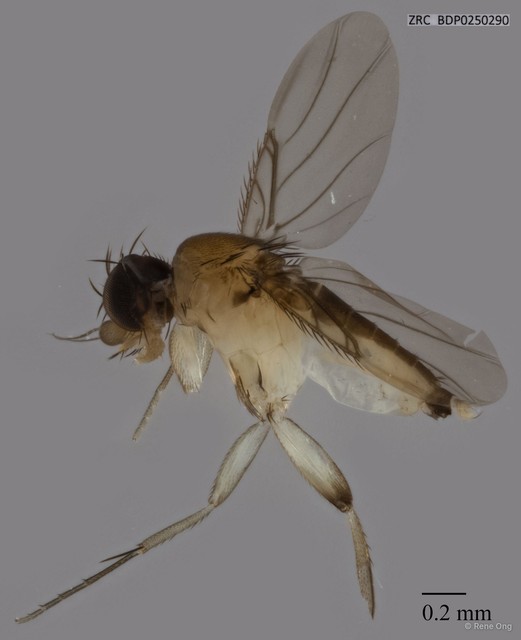 Phoridae sp. "ZRCBDP0250290" • © Rene Ong • All Rights Reserved