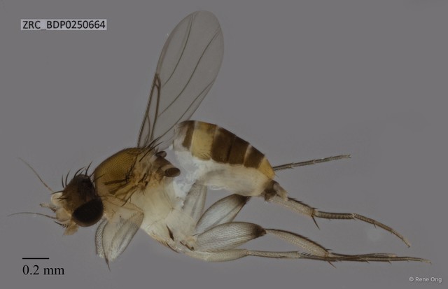 Phoridae sp. "ZRCBDP0250664" • © Rene Ong • All Rights Reserved