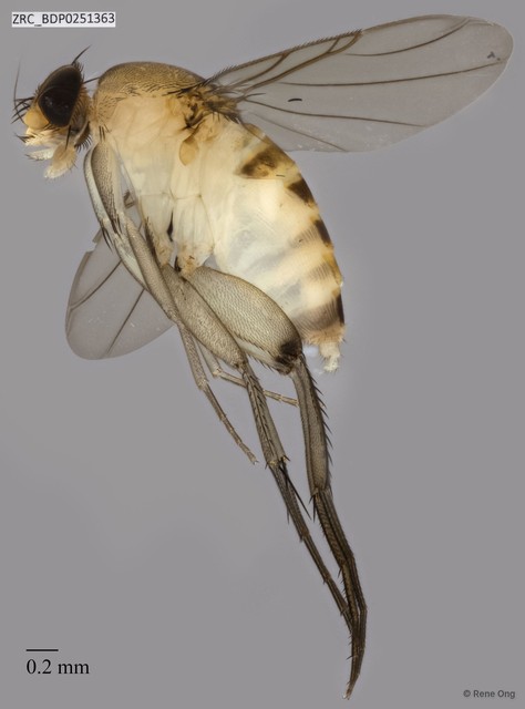 Phoridae sp. "ZRCBDP0251361" • © Rene Ong • All Rights Reserved