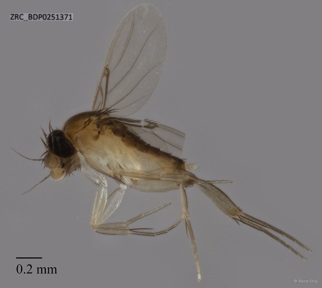 Phoridae sp. "ZRCBDP0251371" • © Rene Ong • All Rights Reserved