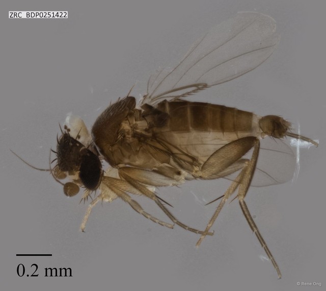 Phoridae sp. "ZRCBDP0251422" • © Rene Ong • All Rights Reserved