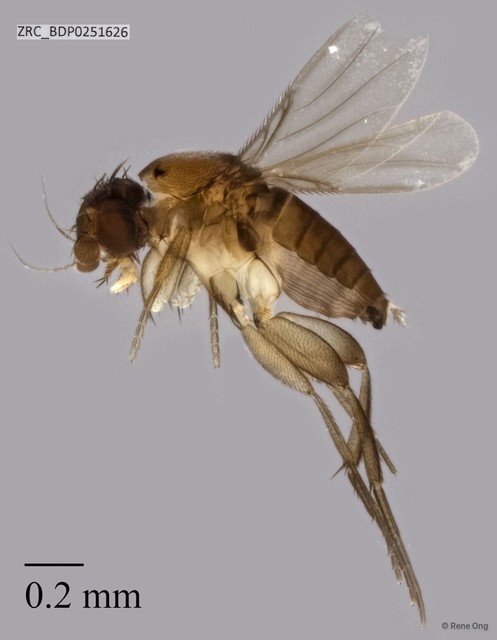 Phoridae sp. "ZRCBDP0251466" • © Rene Ong • All Rights Reserved