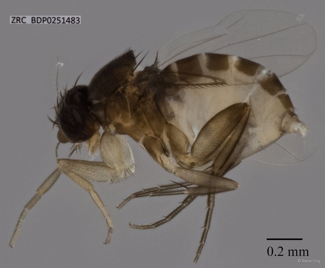 Phoridae sp. "ZRCBDP0251483" • © Rene Ong • All Rights Reserved