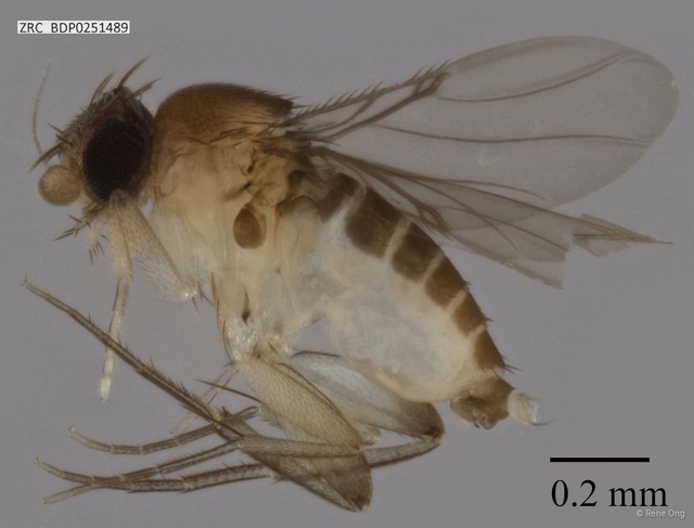 Phoridae sp. "ZRCBDP0251489" • © Rene Ong • All Rights Reserved