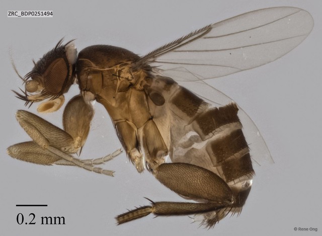 Phoridae sp. "ZRCBDP0251494" • © Rene Ong • All Rights Reserved