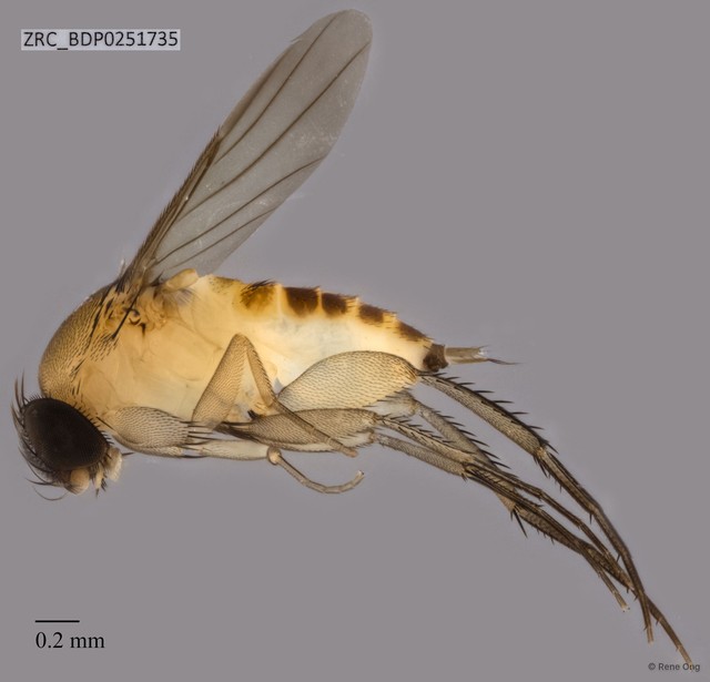 Phoridae sp. "ZRCBDP0251496" • © Rene Ong • All Rights Reserved
