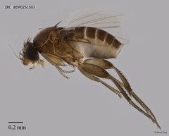 Phoridae sp. "ZRCBDP0251503"