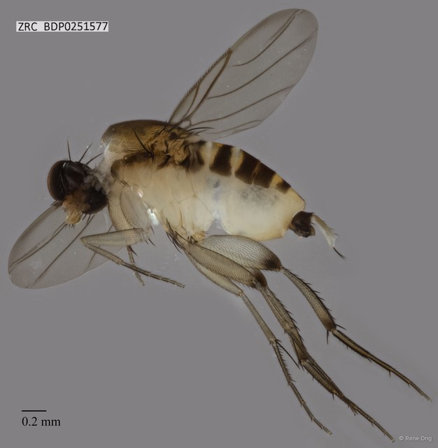 Phoridae sp. "ZRCBDP0251577" • © Rene Ong • All Rights Reserved