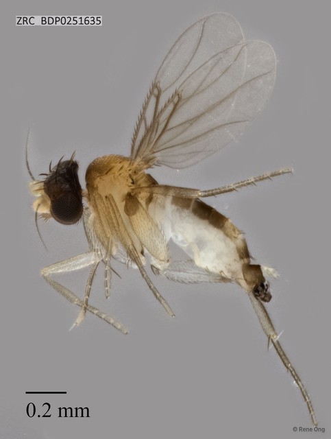 Phoridae sp. "ZRCBDP0251635" • © Rene Ong • All Rights Reserved
