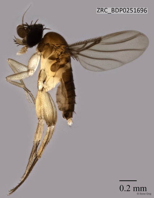 Phoridae sp. "ZRCBDP0251696" • © Rene Ong • All Rights Reserved