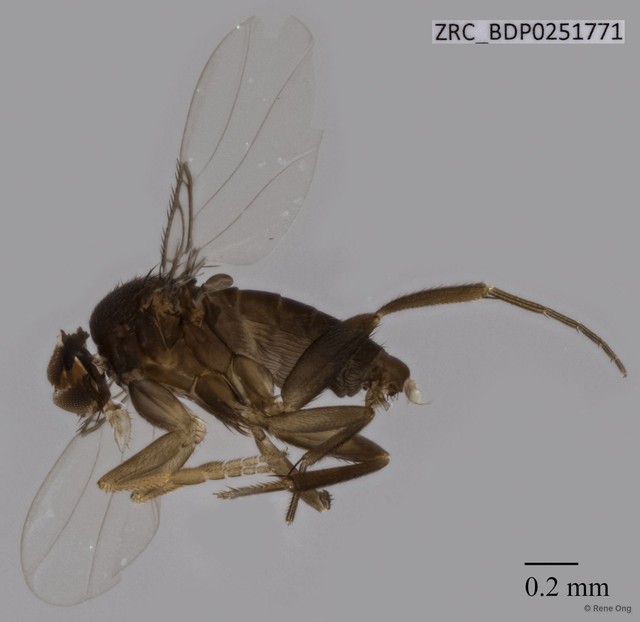 Phoridae sp. "ZRCBDP0251771" • © Rene Ong • All Rights Reserved