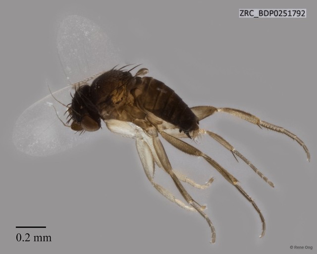 Phoridae sp. "ZRCBDP0251792" • © Rene Ong • All Rights Reserved