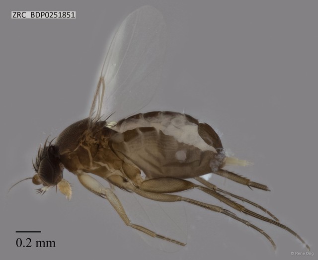 Phoridae sp. "ZRCBDP0251851" • © Rene Ong • All Rights Reserved