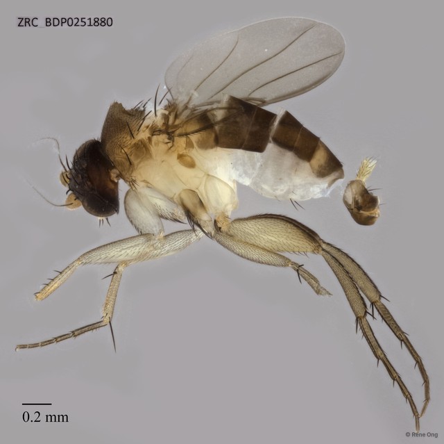 Phoridae sp. "ZRCBDP0251880" • © Rene Ong • All Rights Reserved